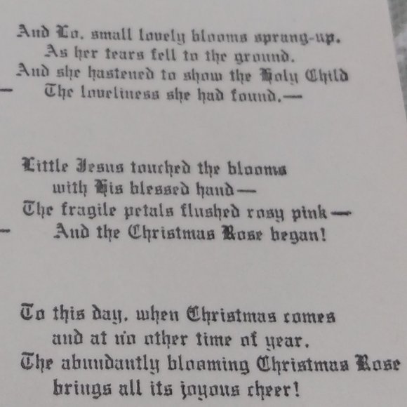 🌲"Legend of the Christmas Rose" Pin - Picture 5 of 9